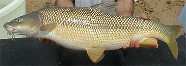 Record photograph for Luciobarbus xanthopterus